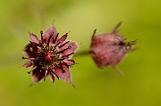 David Plant Photography - Wildlife Photography - Marsh cinquefoil - B